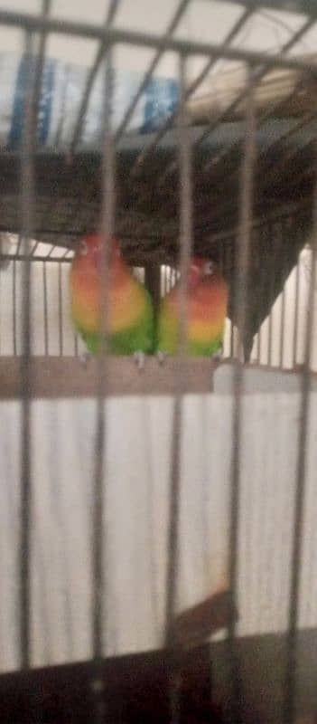 lovebird fishr 1