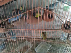 love bird's and Australian parrots for sale