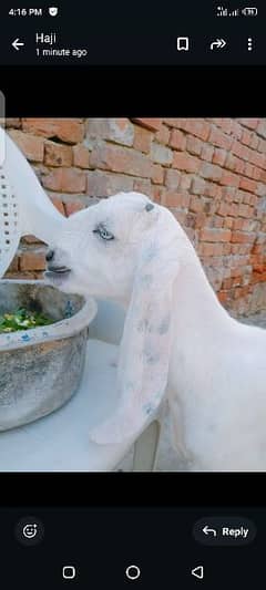 Desi breed . . . age 4 month have