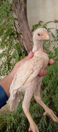 high quality indian parrot beak chicks available 0