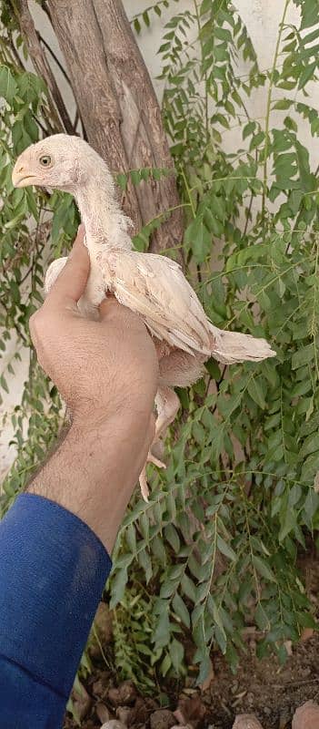 high quality indian parrot beak chicks available 1