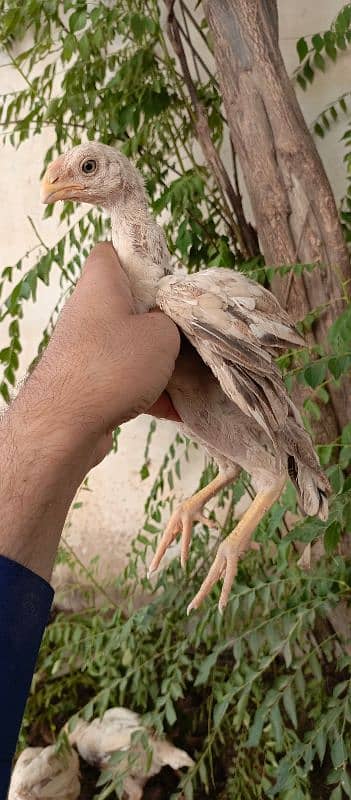 high quality indian parrot beak chicks available 2