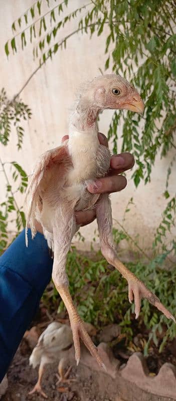 high quality indian parrot beak chicks available 3