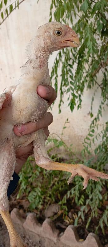 high quality indian parrot beak chicks available 4