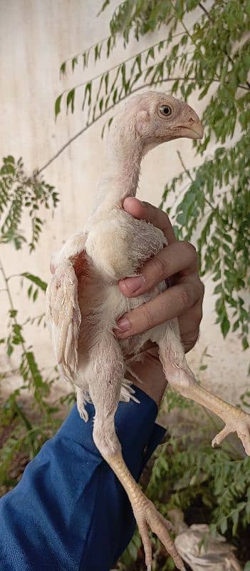 high quality indian parrot beak chicks available 5