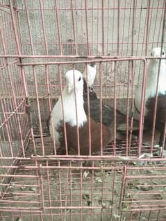 karbalai pigeons