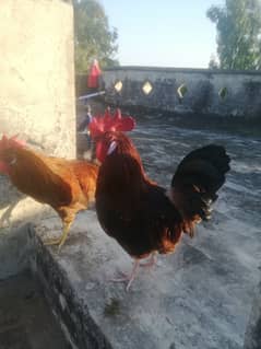 Desi Murga For Sale 2 Roosters