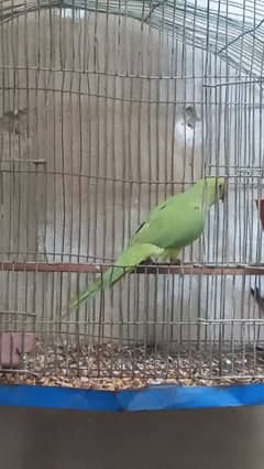 Green ringneck for sale