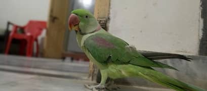 Raw parrots pair talking parrot with cage