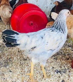 Golden|Misri|Pathi|female|Chicks|Desi egg laying hen| Murgi|chuzay