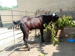 Breeder bakra