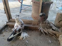 Trumpeter/Bukhara, Blacktail Lukka/ Fantail