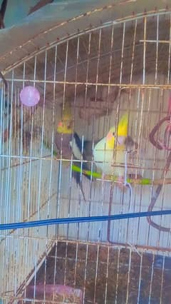 I sell parot cockatial male and female serious buyer contect 318939343 0