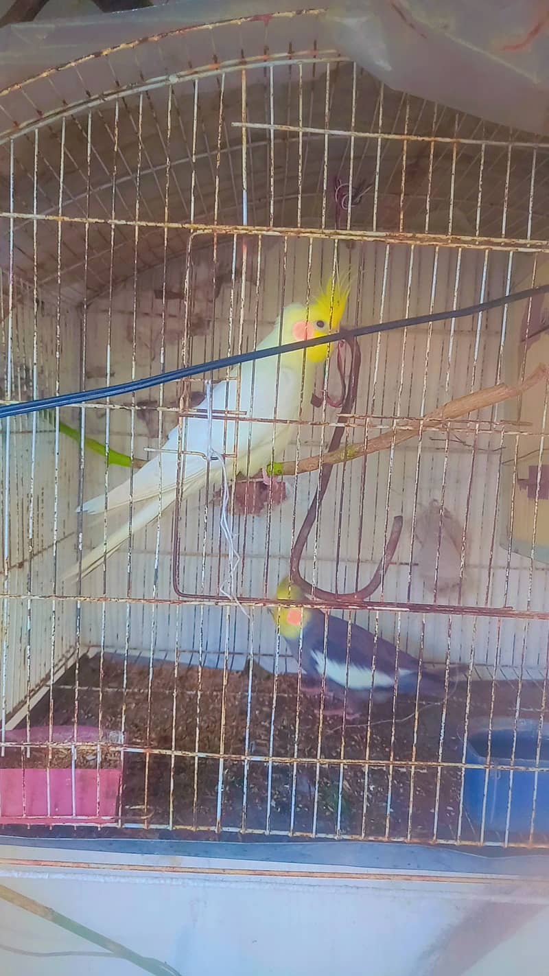 I sell parot cockatial male and female serious buyer contect 318939343 1