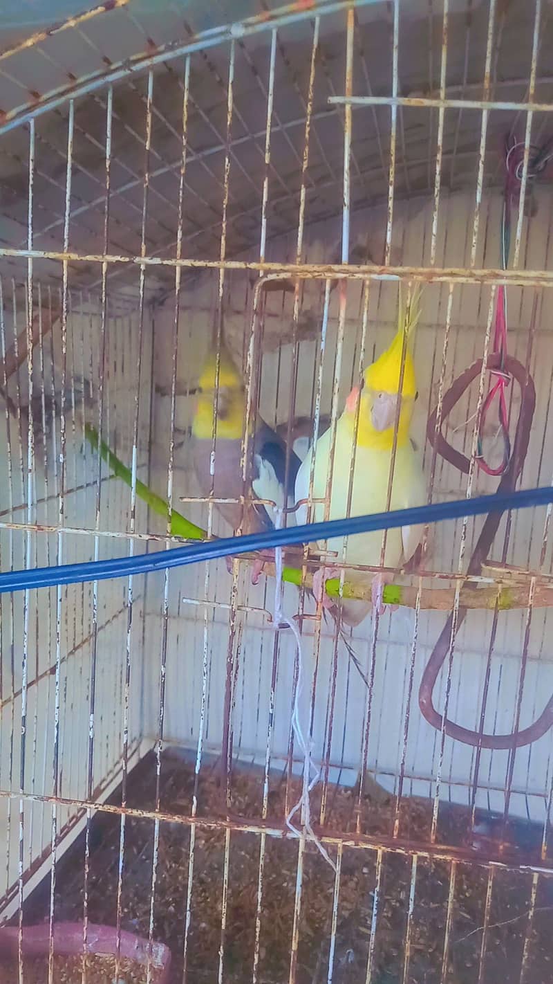 I sell parot cockatial male and female serious buyer contect 318939343 2