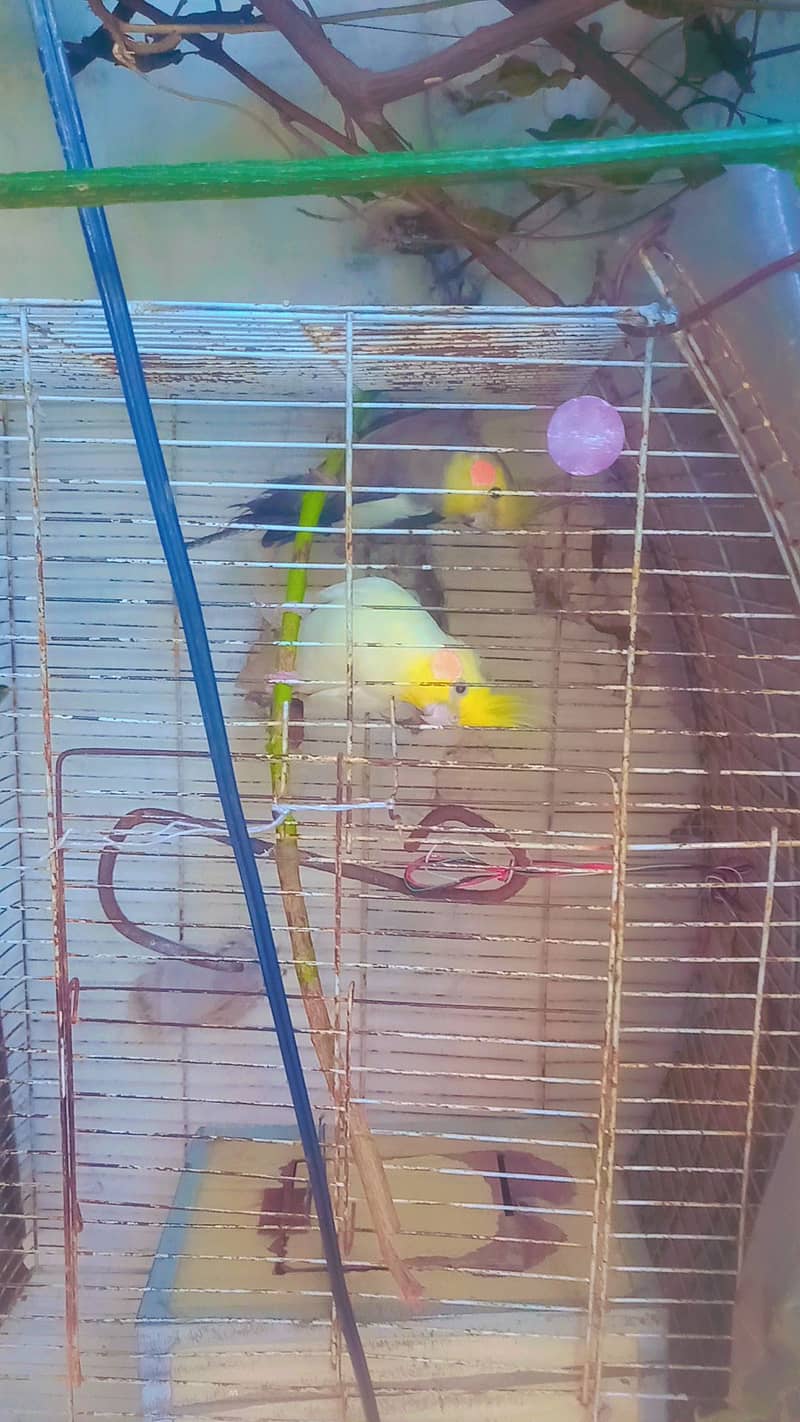 I sell parot cockatial male and female serious buyer contect 318939343 3