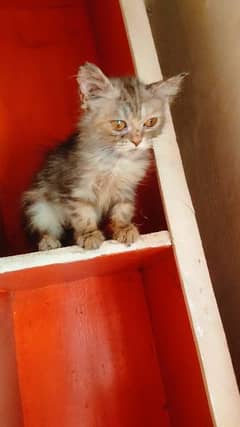 Persian cat for sale people coated