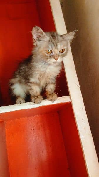 Persian cat for sale people coated 0