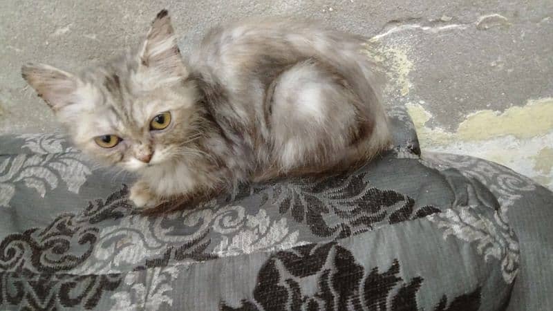 Persian cat for sale people coated 1