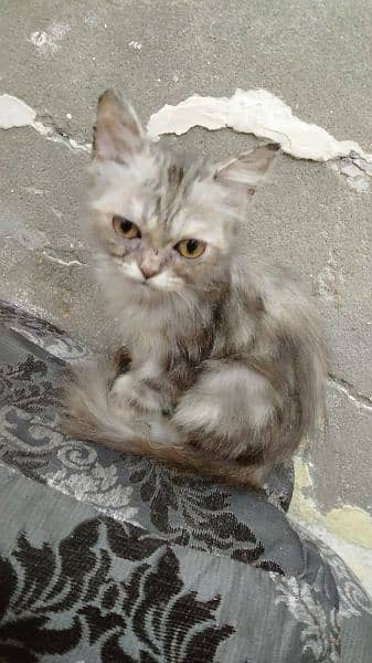 Persian cat for sale people coated 2