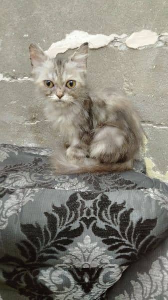 Persian cat for sale people coated 3