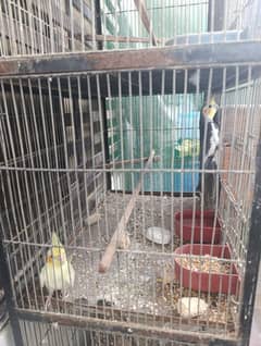 Parrots Setup Sale With Cages