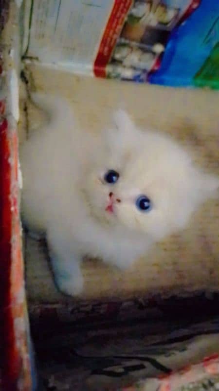 persion cat's Kitten's available healthy playfully. . . 1