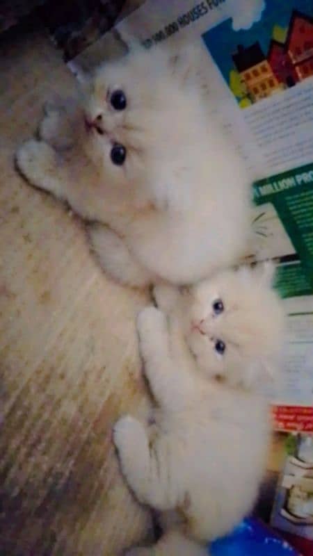 persion cat's Kitten's available healthy playfully. . . 2