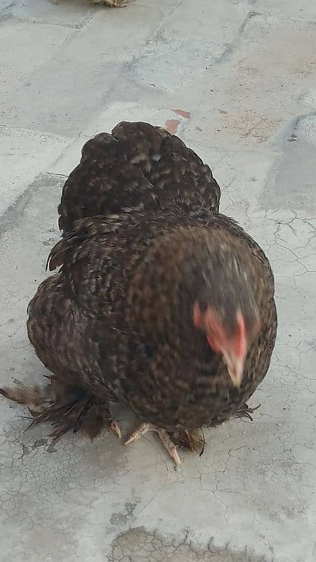 Coco and blue splash bantam female 3