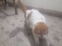 Male Parsian cat full trained 1000. Rs