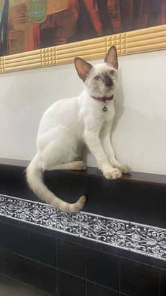 Siamese cat female