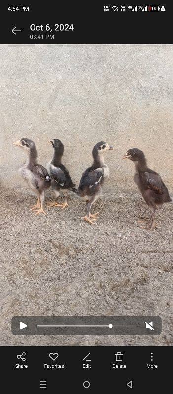 THAI PAKOYE CHICKS 0