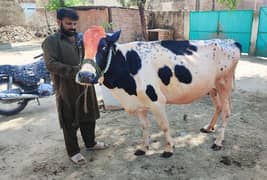 beautiful cow