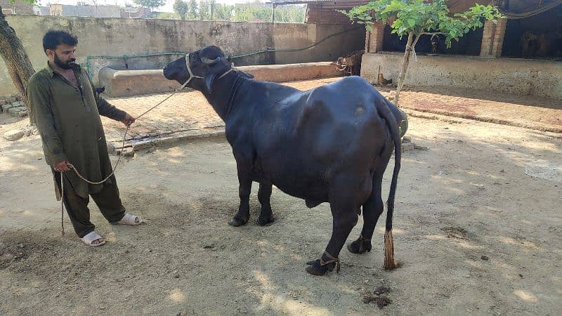 beautiful cow 7