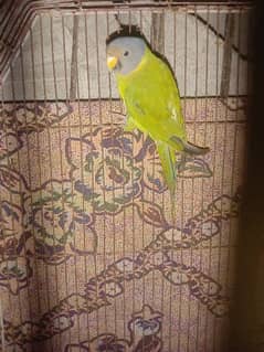 Indian parrot for sell 0