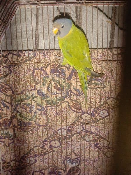 Indian parrot for sell 0