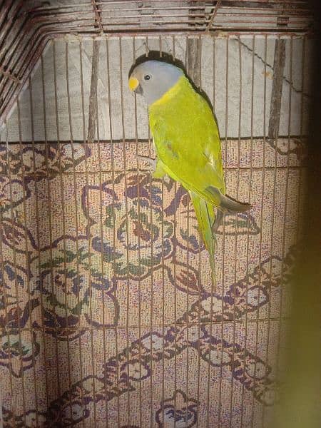 Indian parrot for sell 1