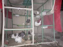 birds big cage