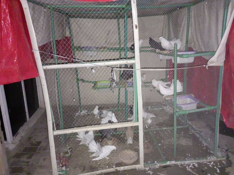 birds big cage 1