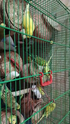 Beautiful and healthy budgies with cage