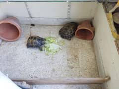 Tortoise Pair 0