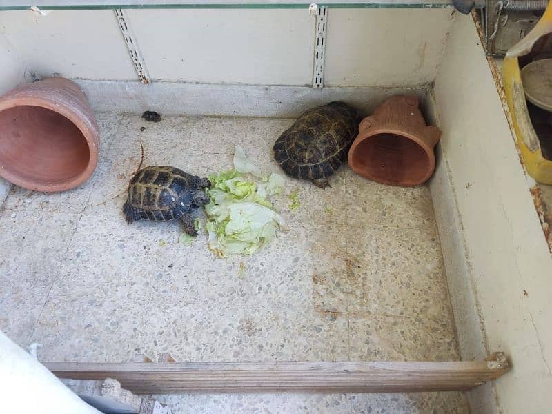 Tortoise Pair 0