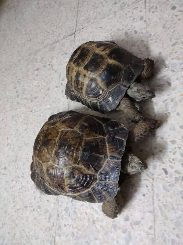 Tortoise Pair 1