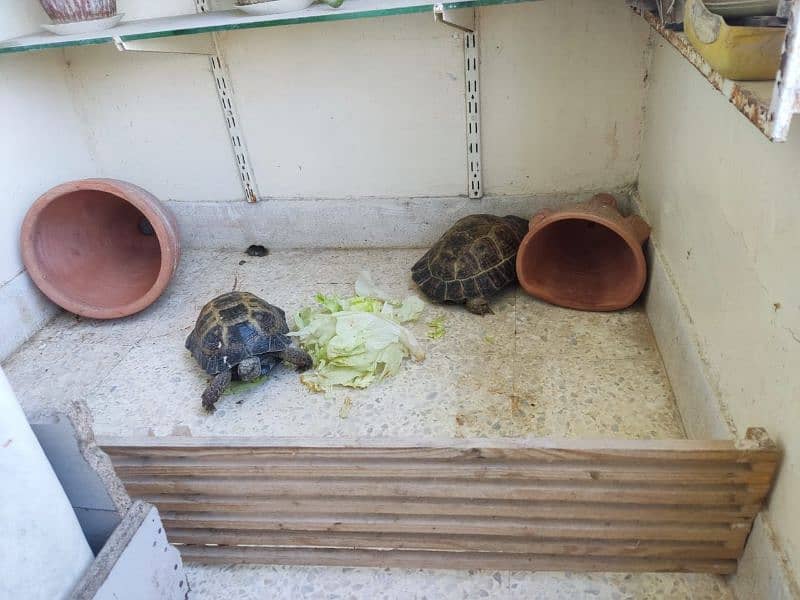 Tortoise Pair 2