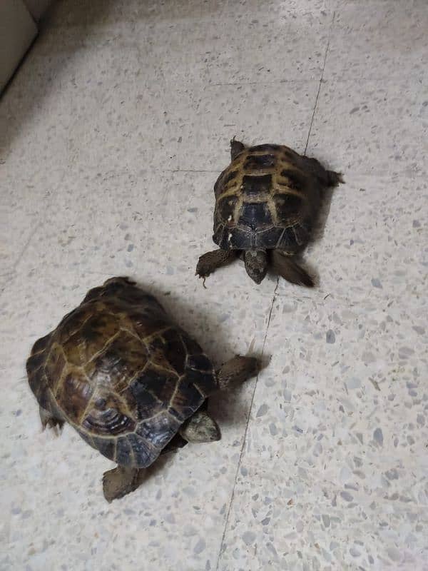 Tortoise Pair 3