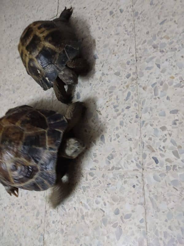 Tortoise Pair 4