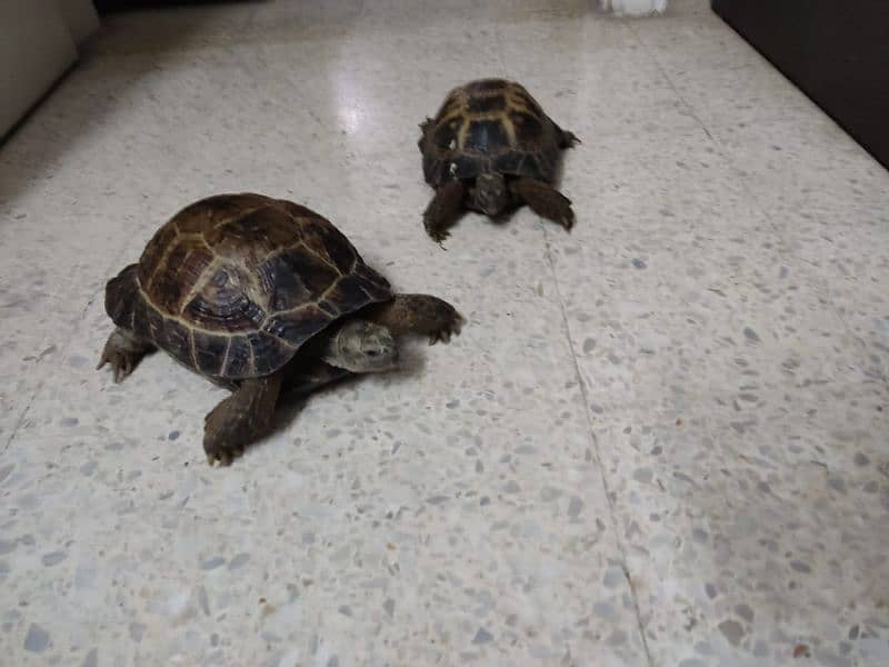 Tortoise Pair 5