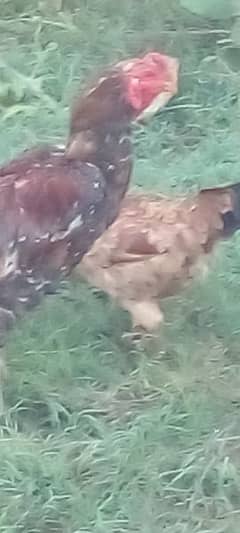 Black Duck Young Pair