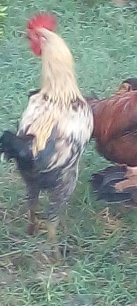 Black Duck Young Pair 1