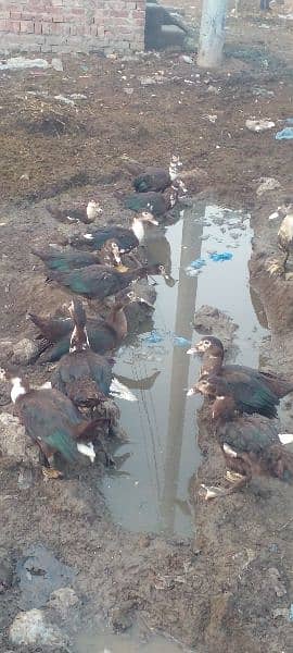 Black Duck Young Pair 9